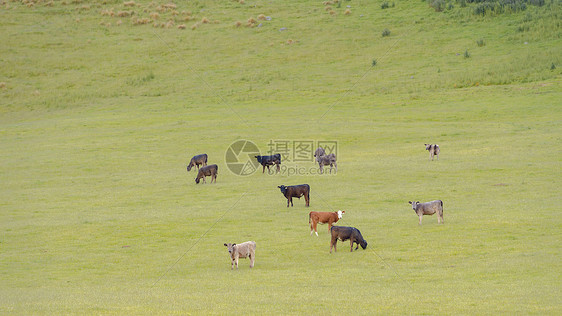 新西兰牧场图片