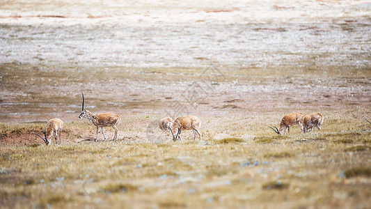野生动物保护可可西里无人区藏羚羊背景