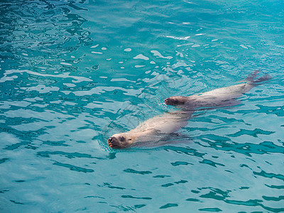 海洋动物研究中心海狮图片