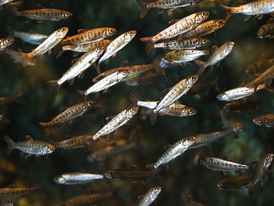 美国阿拉斯加海洋动物研究中心小鱼群图片