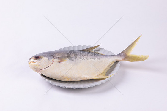金鲳鱼图片