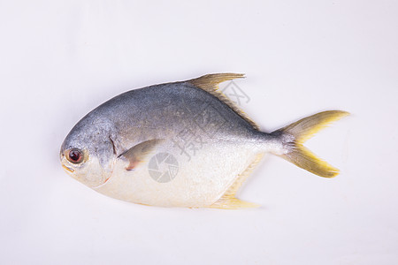 金鲳鱼肉类金鲳鱼高清图片
