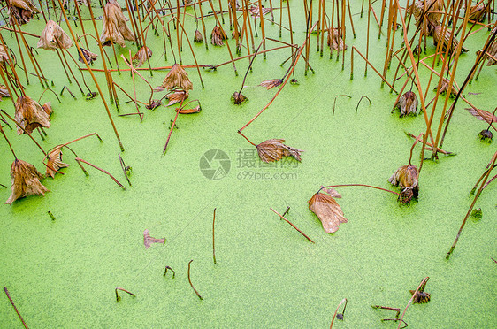 枯萎的荷花池图片