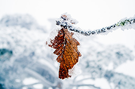 雪景树叶图片