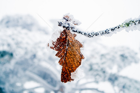 雪景树叶图片