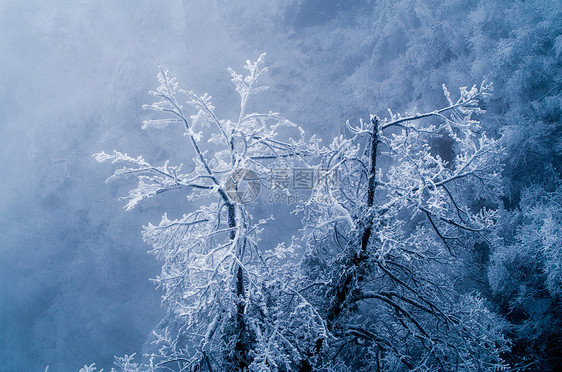黄山雾凇雪景图片