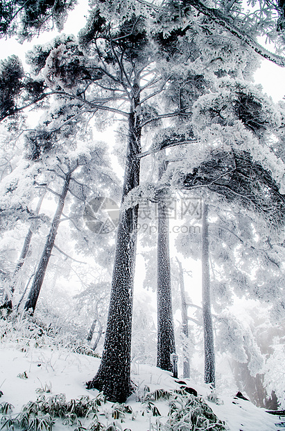 黄山雾凇雪景图片