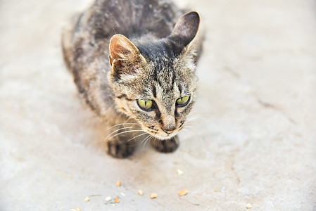 狸花猫图片