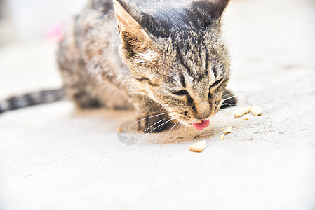 狸花猫图片