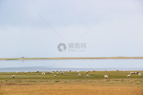 青海湖图片