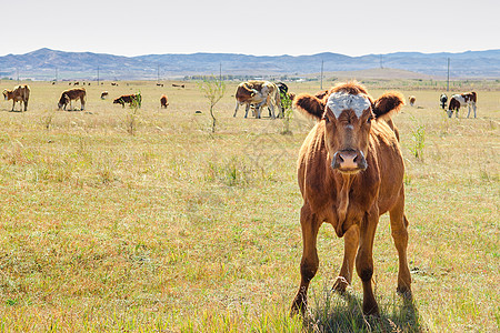 奶牛吃草内蒙古草原畜牧业背景
