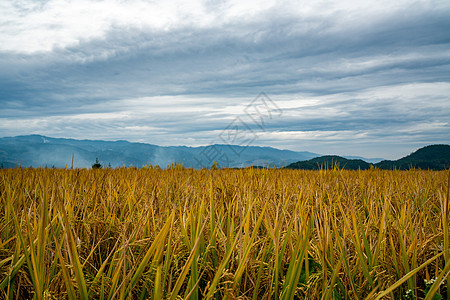 丰收稻田芒种时节稻田背景