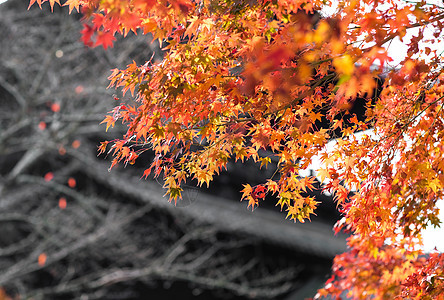 日本京都寺庙枫叶图片