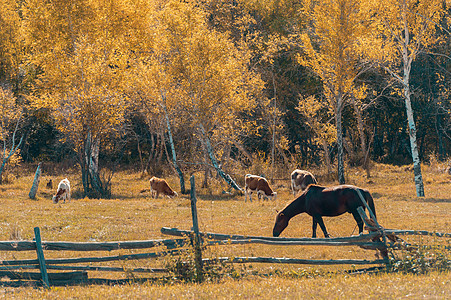 新疆白哈巴牧场草原景色图片
