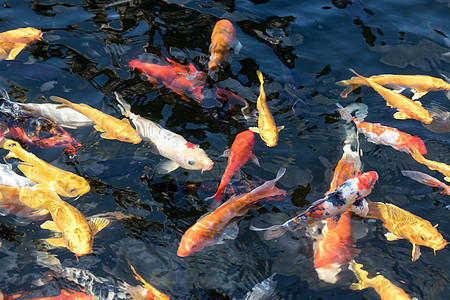 水池里的金鱼锦鲤图片