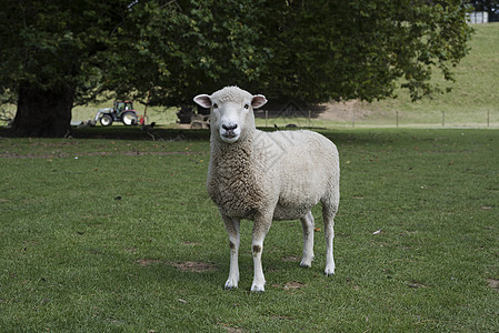新西兰罗托鲁拉动物园的羊图片