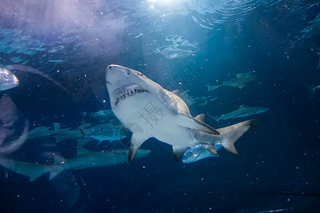水族馆鱼水族馆内游动的鲨鱼背景