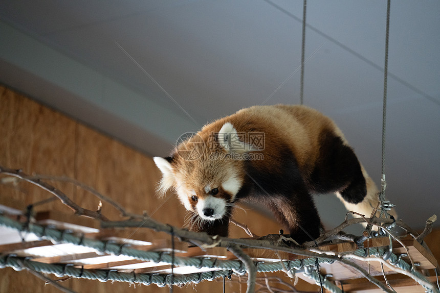 北海道动物园小熊猫图片