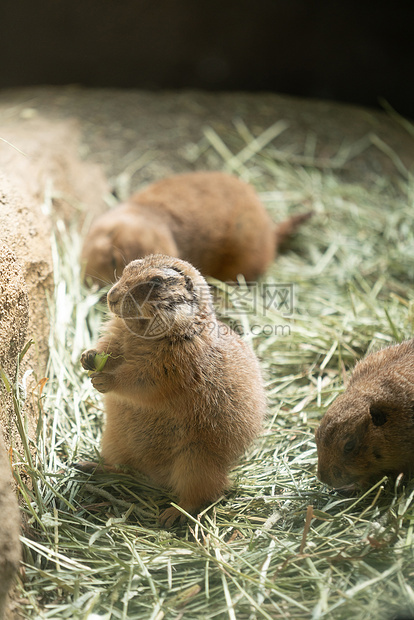 北海道动物园土拨鼠图片