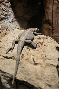 北海道动物园蜥蜴特写背景图片