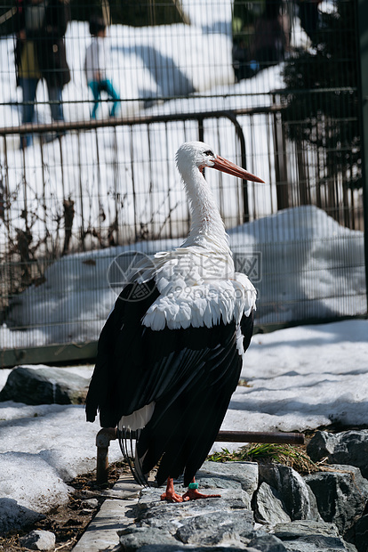 北海道动物园动物翼鹤特写图片