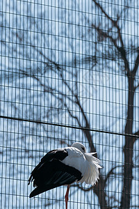 北海道动物园动物日本丹顶鹤特写图片
