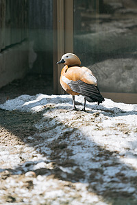 北海道动物园动物鸳鸯特写高清图片