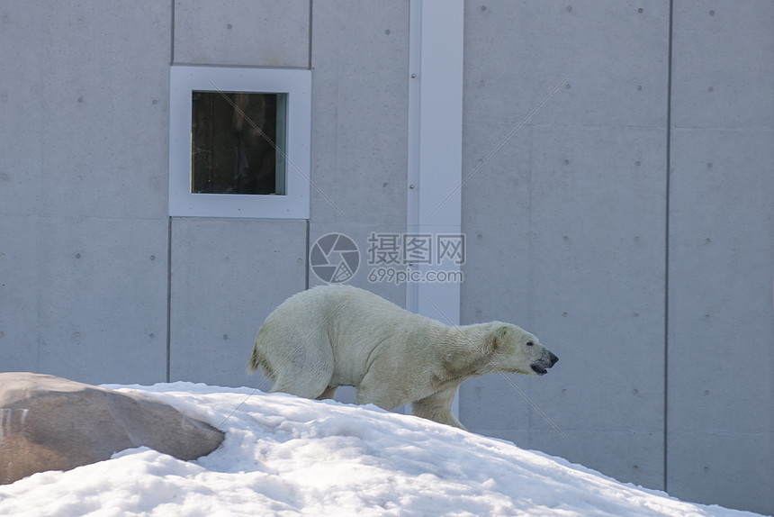 北海道动物园北极熊特写图片