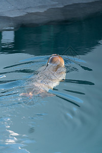 北海道动物园游动的日本海豹背影图片