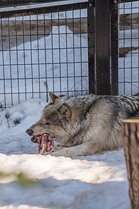 北海道动物园正在进食的狼特写图片