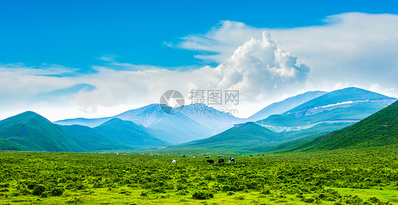 新疆天山下的草原唯美风景图片