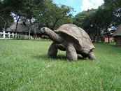 津巴布韦百年巨龟图片