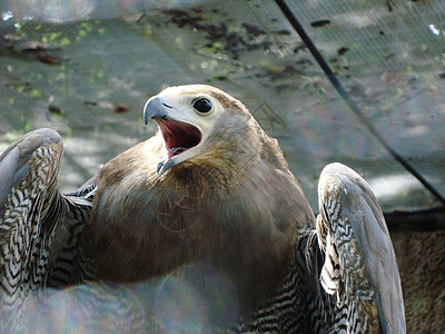 老鹰老鹰津巴布韦鹰吼背景