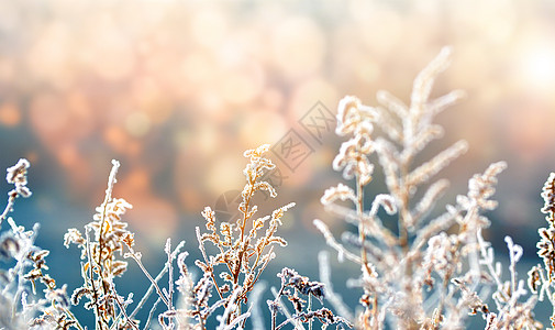 大寒积雪霜高清图片