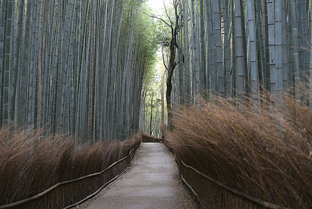 日本京都岚山小竹林图片