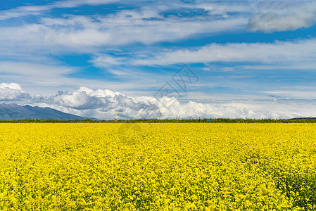 门源油菜花青海湖油菜花背景