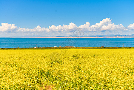 盛开的青海湖油菜花背景图片