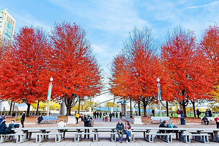 美国秋天芝加哥千禧公园枫树背景