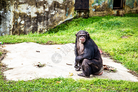黑猩猩背景图片