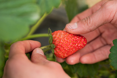 水果采摘园在果园里采摘草莓背景