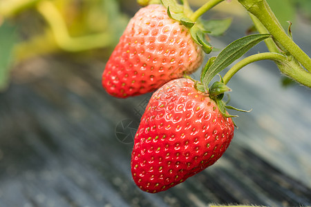 草莓大棚在果园里采摘草莓背景