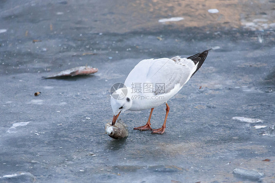 天津海河冰面上的海鸟图片