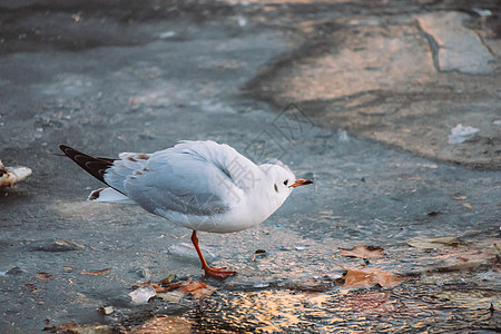 天津海河冰面上的海鸟图片