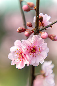 樱花图片