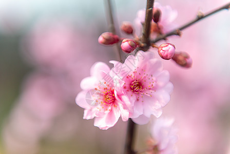 樱花图片