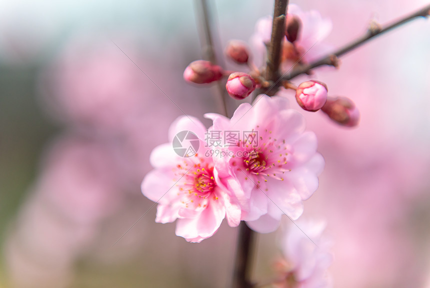 樱花图片