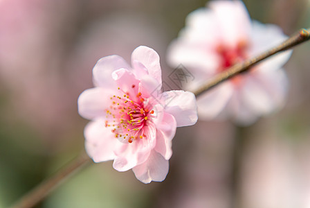 樱花特写图片