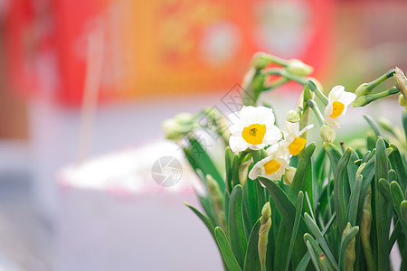 新年盛开的水仙花背景图片