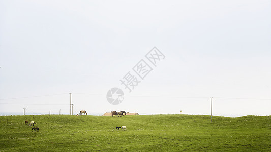 青海湖草原背景图片