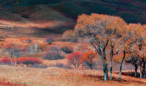 內蒙古坝上大草原秋季图片